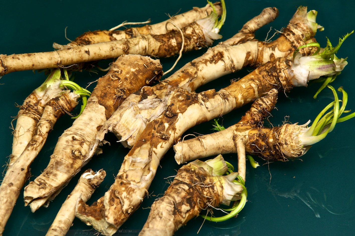 Корни хрена