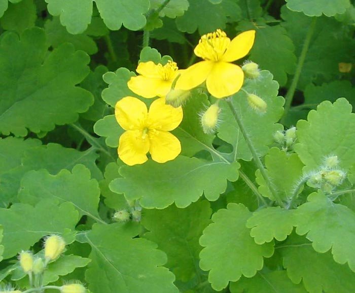 Трава чистотела