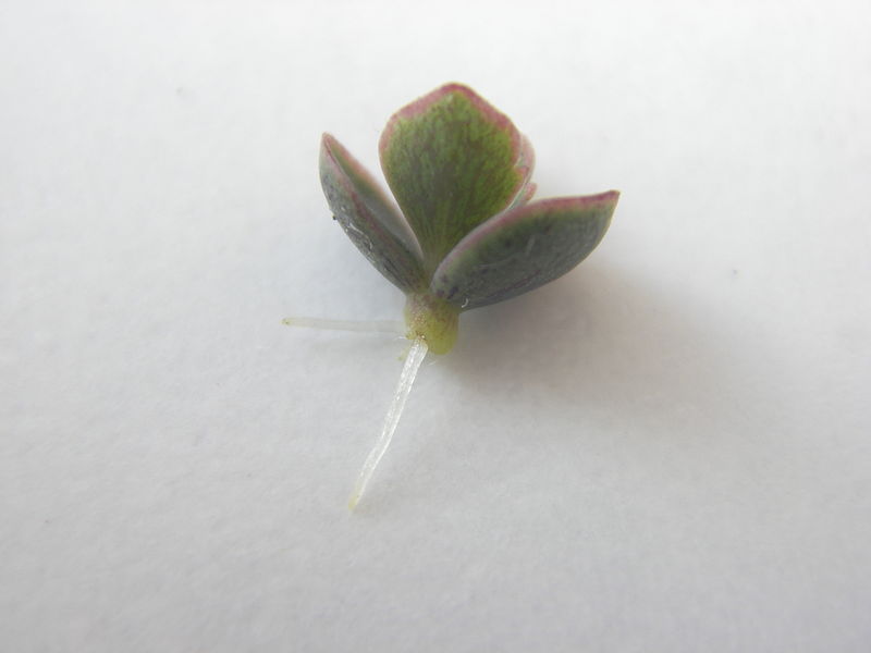 «Детка» каланхоэ