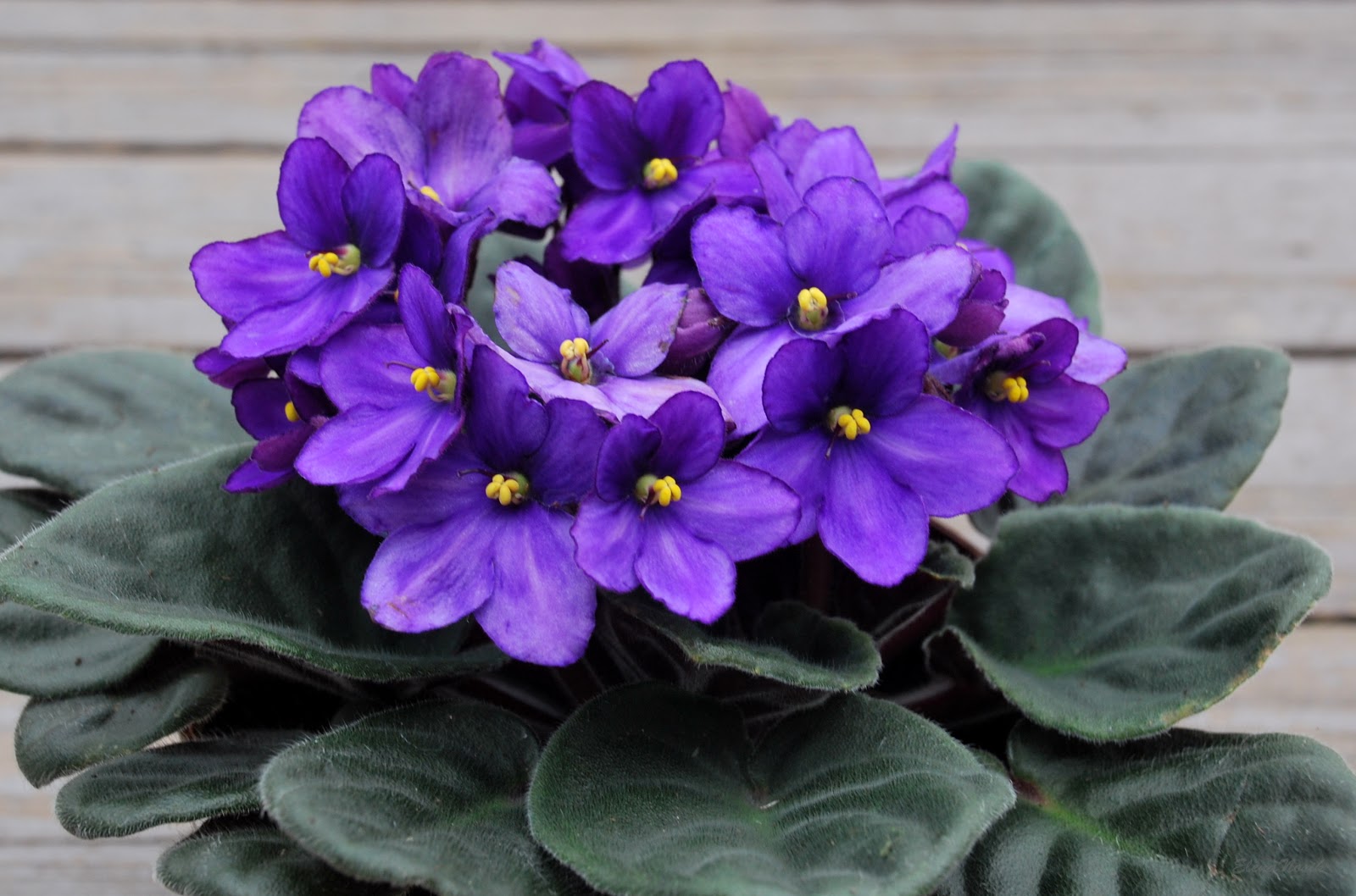 Фиалка комнатная