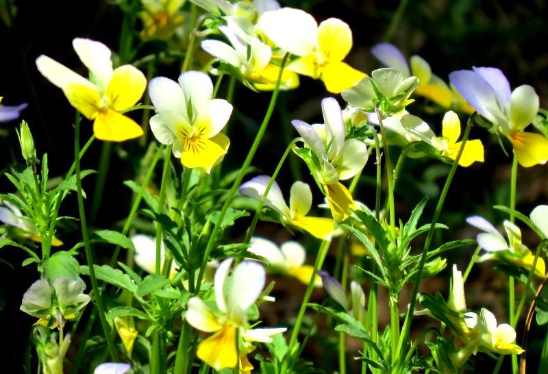 Фиалка полевая