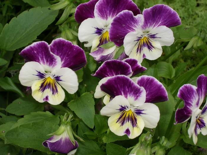 Фиалка трёхцветная