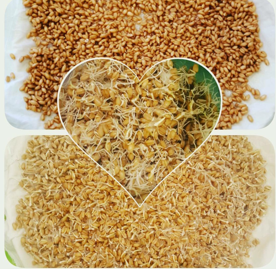 Проросшие и непроросшие пшеничные зёрна