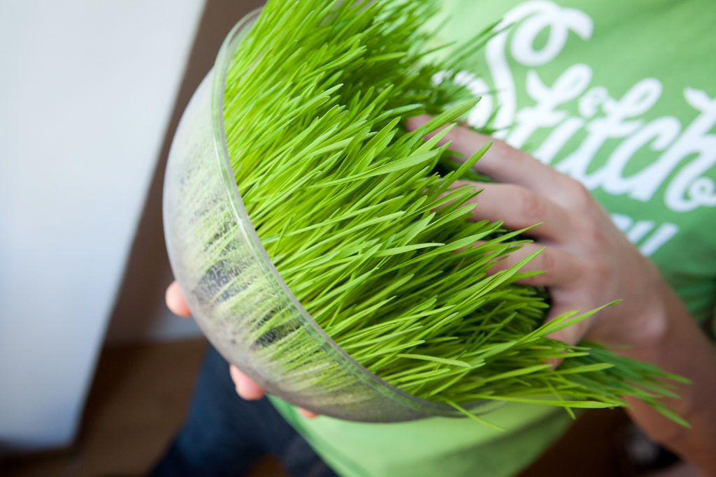 Лоток с ростками пшеницы