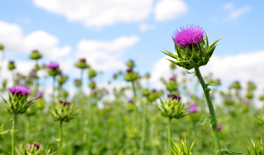 Поляна цветов чертоплоха
