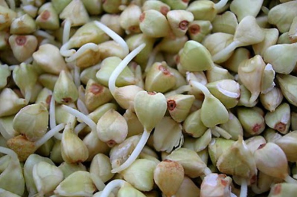 Пророщенная зелёная гречка