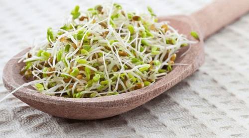 Пророщенные зёрна в деревянной ложке