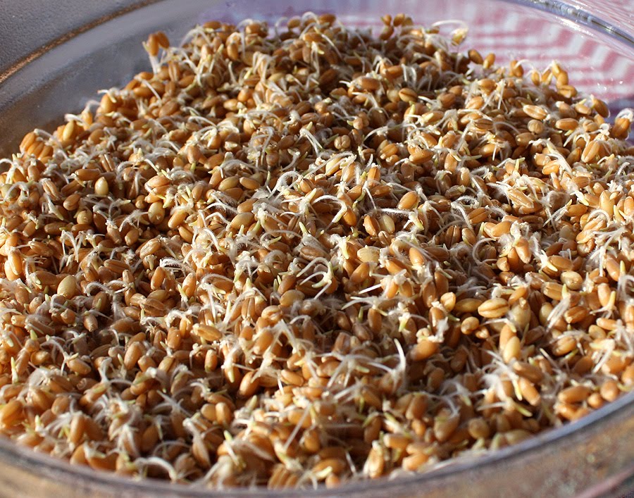 Проросшая пшеница в прозрачной тарелке