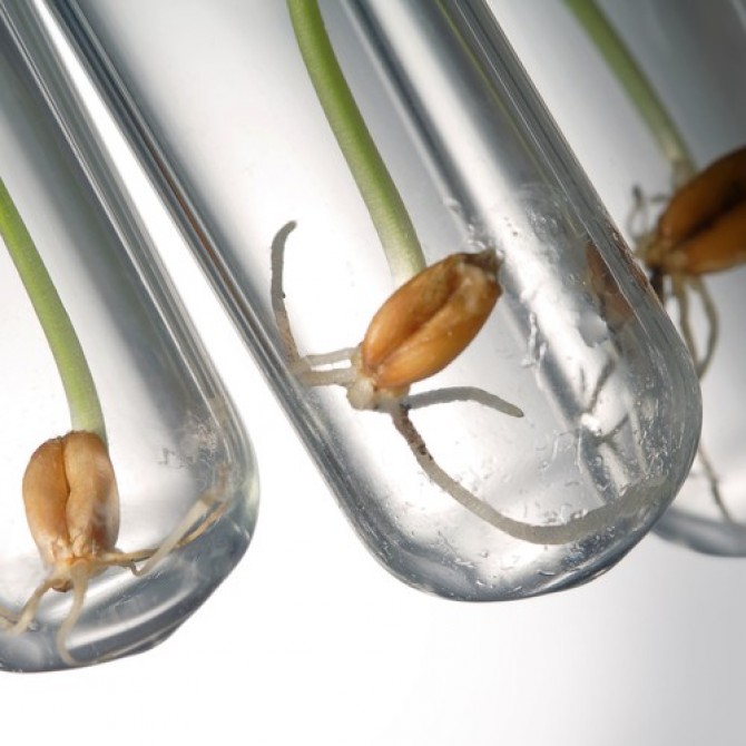 Проросшие зёрна в пробирках