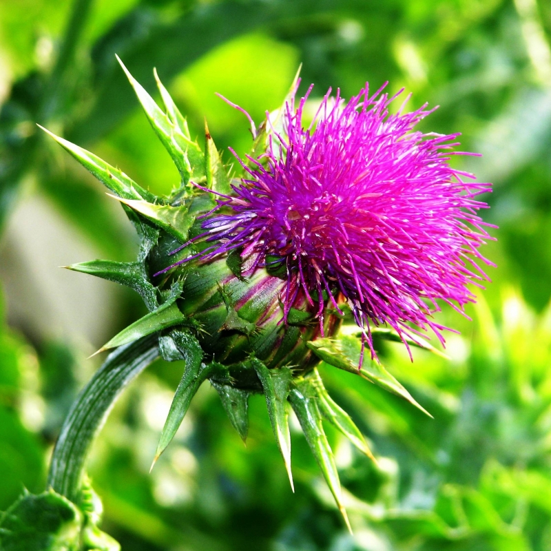 Расторопша