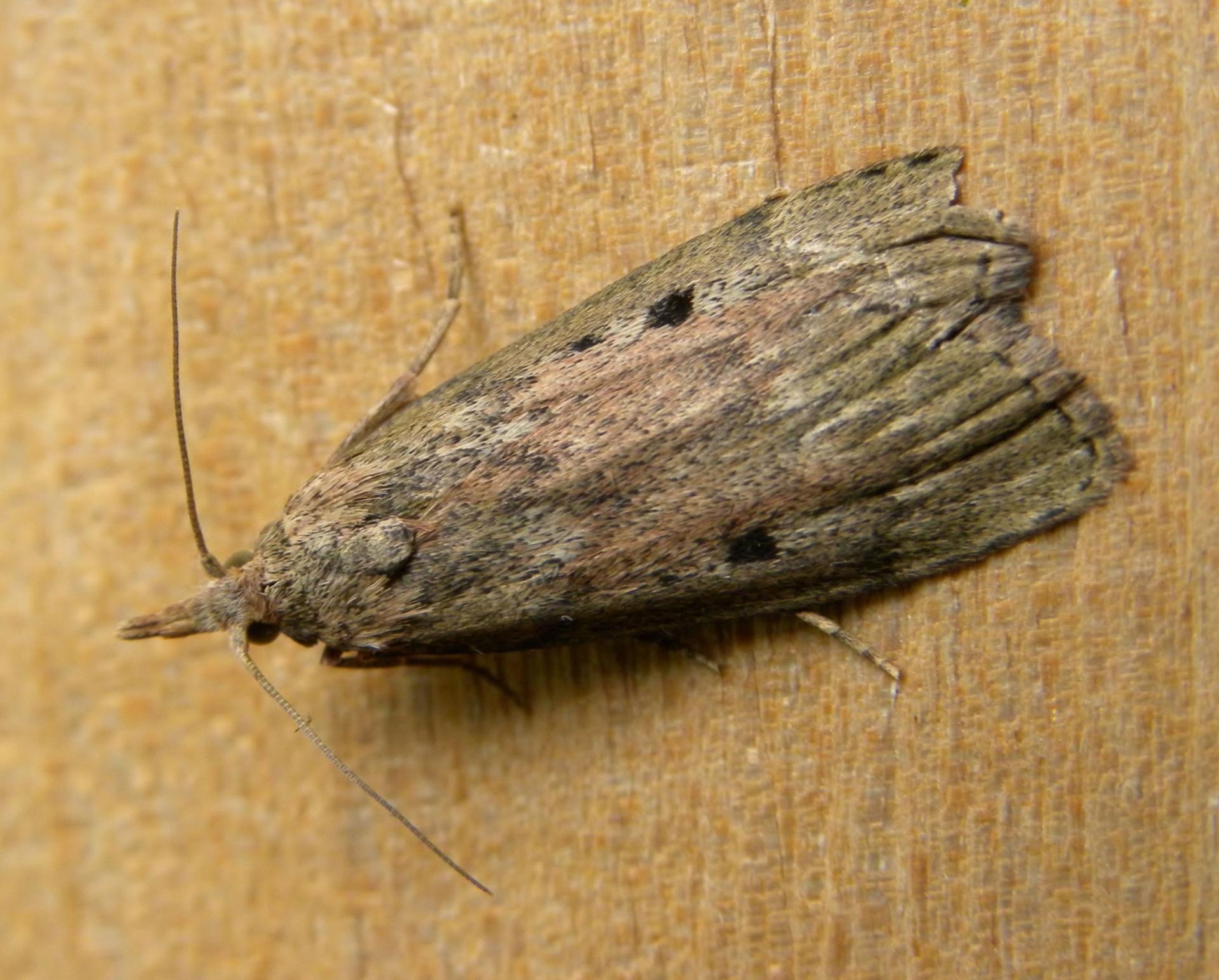 Разновидность восковой моли