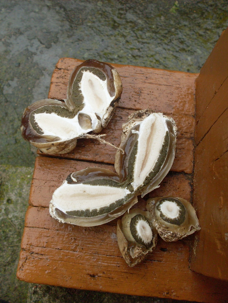 Разрезанные «яйца» весёлки