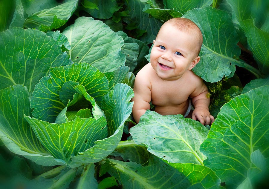 Ребёнок в капусте