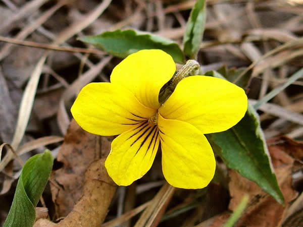 Редкий вид фиалки восточной