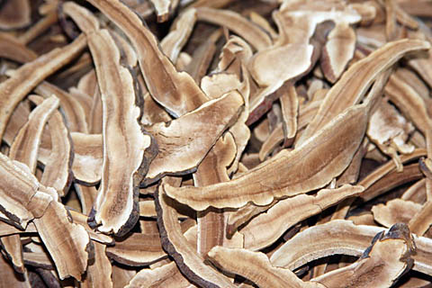 Резаный древесный гриб