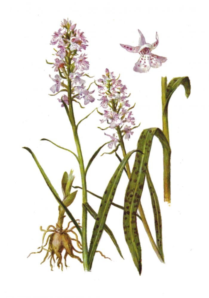 Рисунок ятрышника