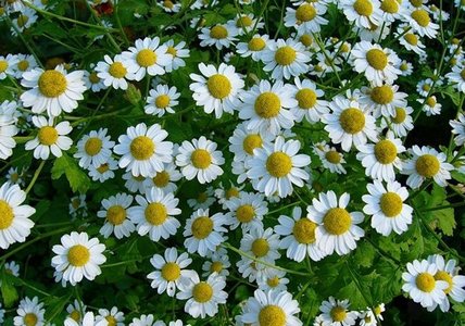 Ромашка аптечная