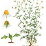 Ромашка аптечная