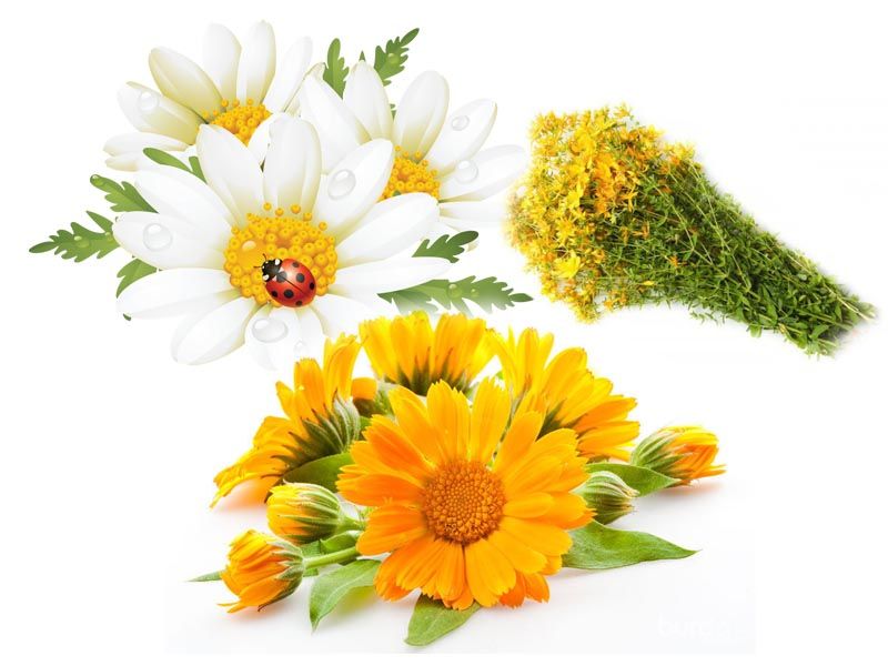 Ромашка и календула