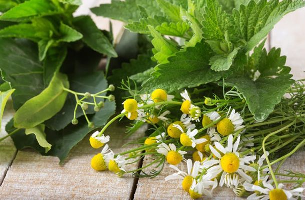 Ромашка и мелисса