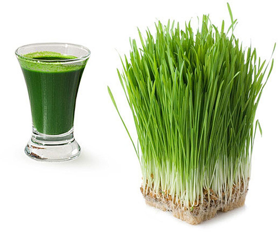 Ростки и сок из них