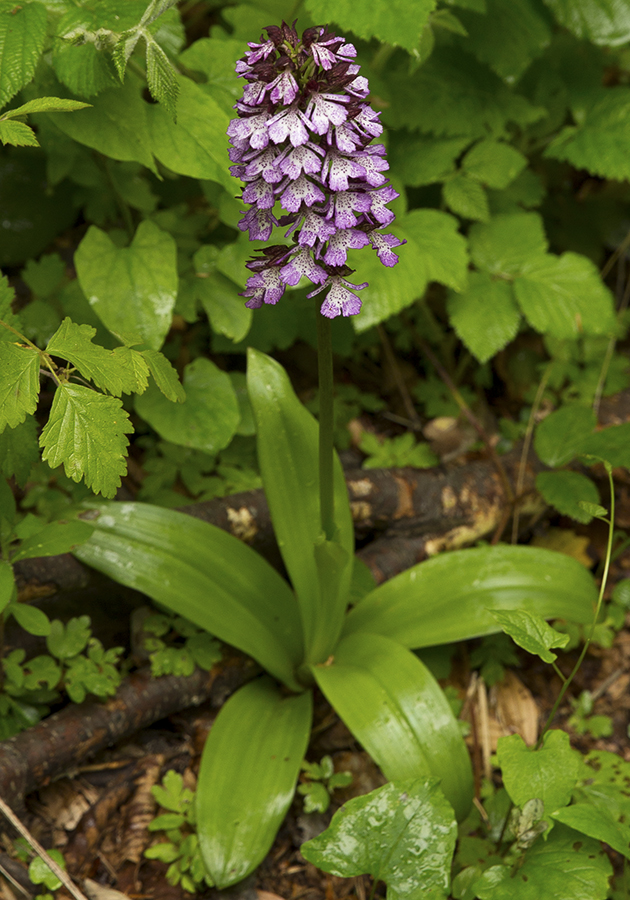 Розовый ятрышник