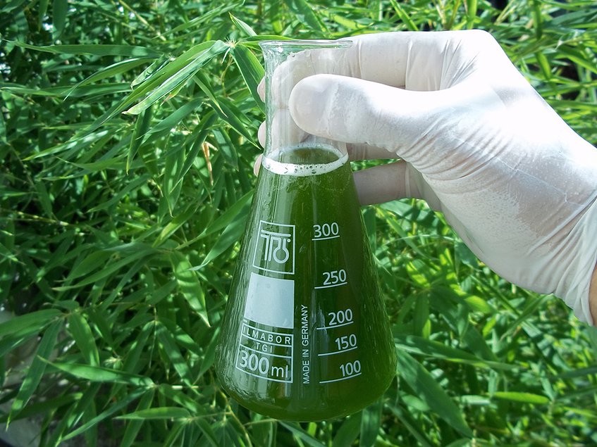 Колба на фоне зелени