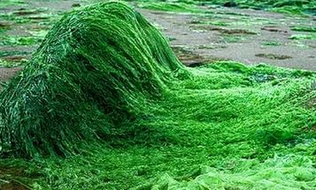 Спирулина в природе