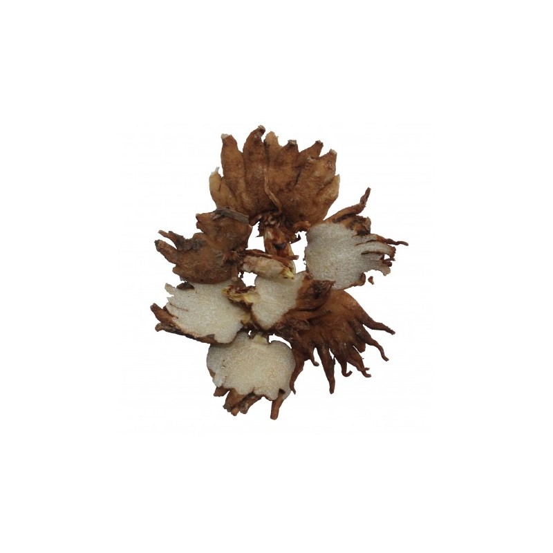 Салеп в разрезе