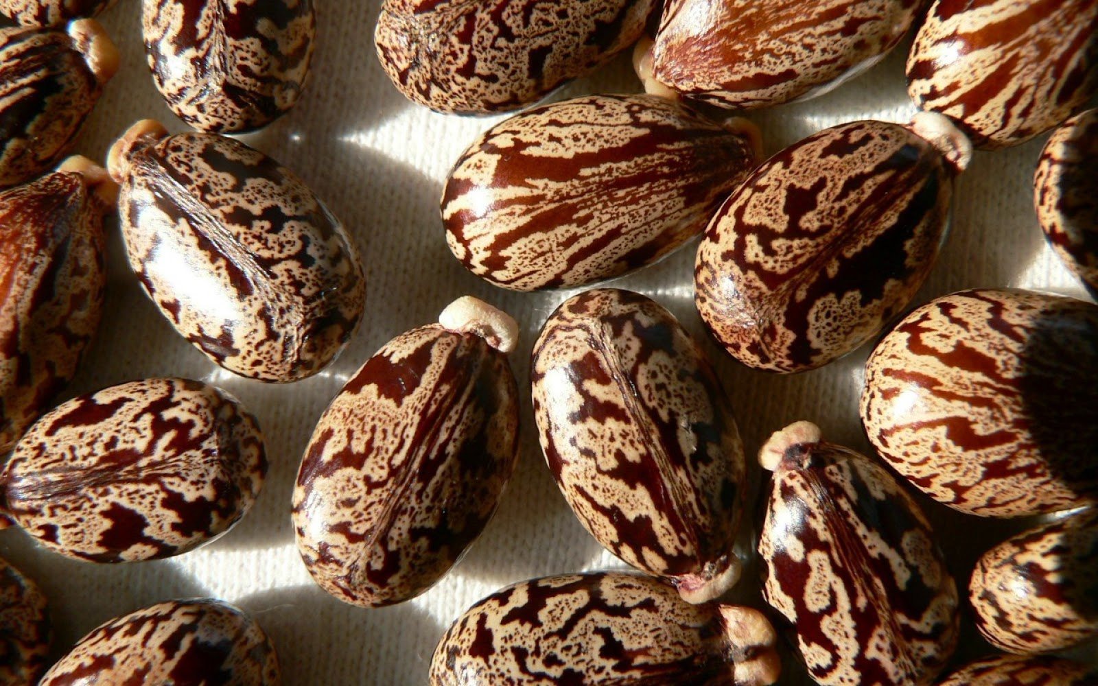 Семена клещевины