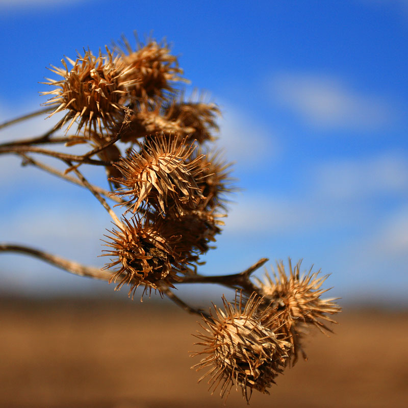 Семенные коробочки чертополоха