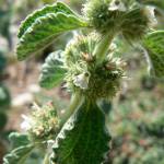 Шандра обыкновенная