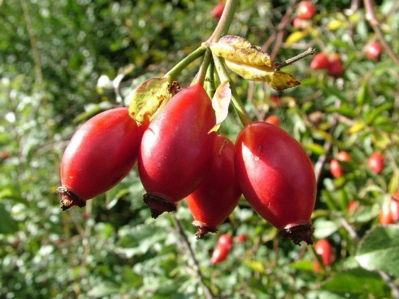 Шиповник коричный