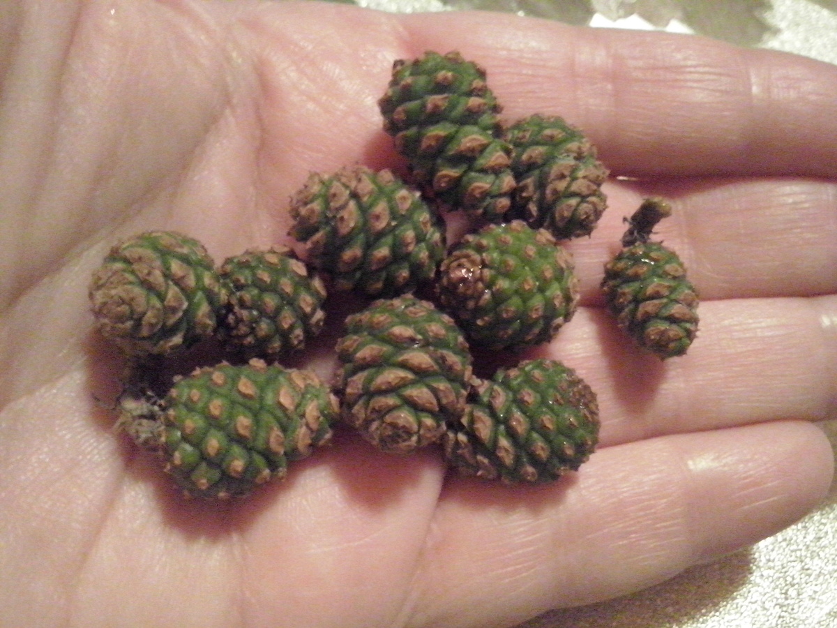 Шишечки на ладони