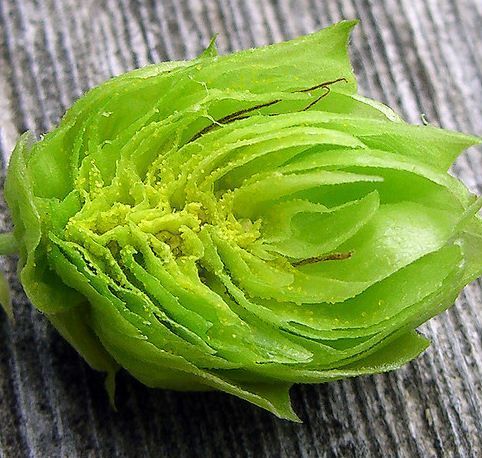 Шишка хмеля в разрезе