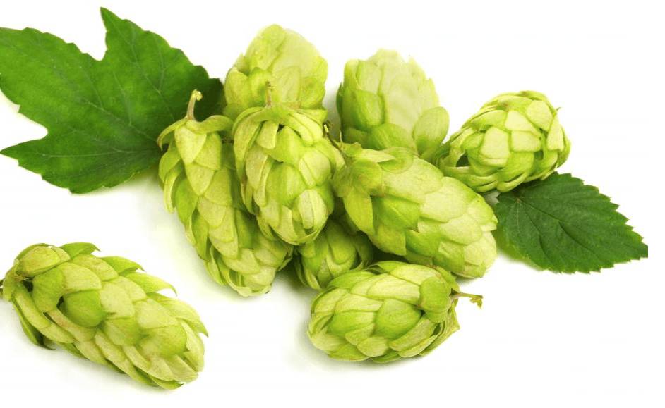 Шишки хмеля