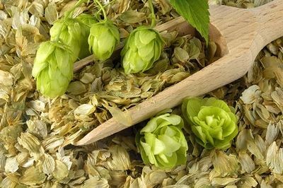 Шишки хмеля в лопатке