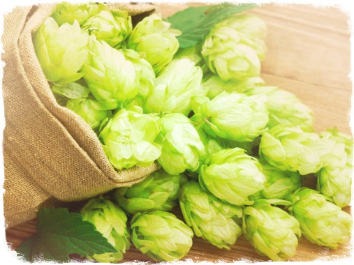 Шишки хмеля в мешочке