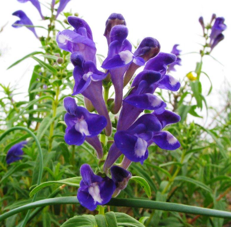 Яркие цветы шлемника