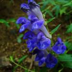 Шлемник байкальский