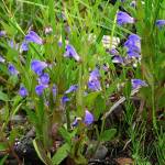 Шлемник обыкновенный