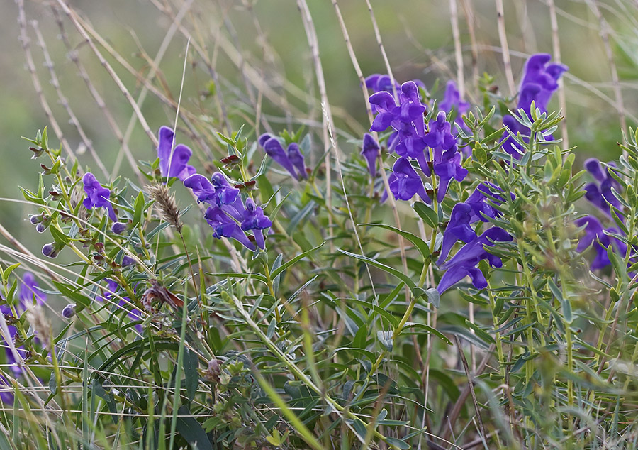 Шлемник на лугу