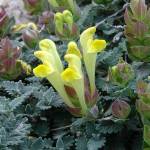 Шлемник восточный