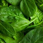 Шпинат
