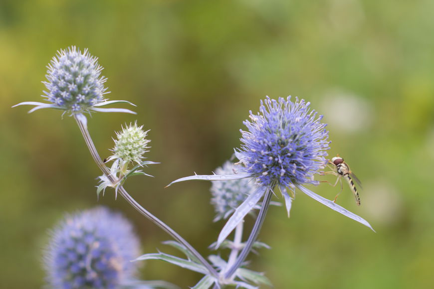 Синий чертополох и насекомое