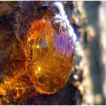 Смола хвойного дерева