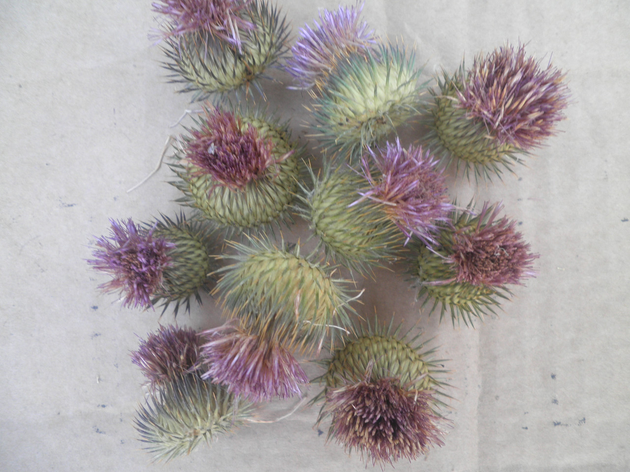 Соцветия чертополоха