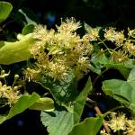 Соцветия липы