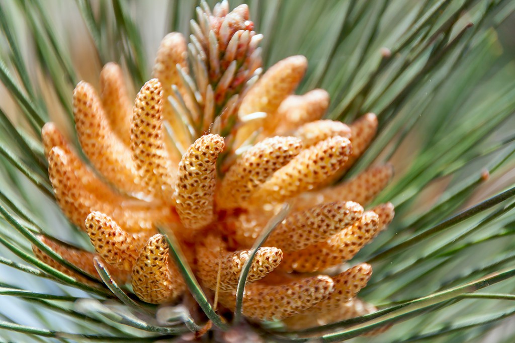 Соцветия сосны