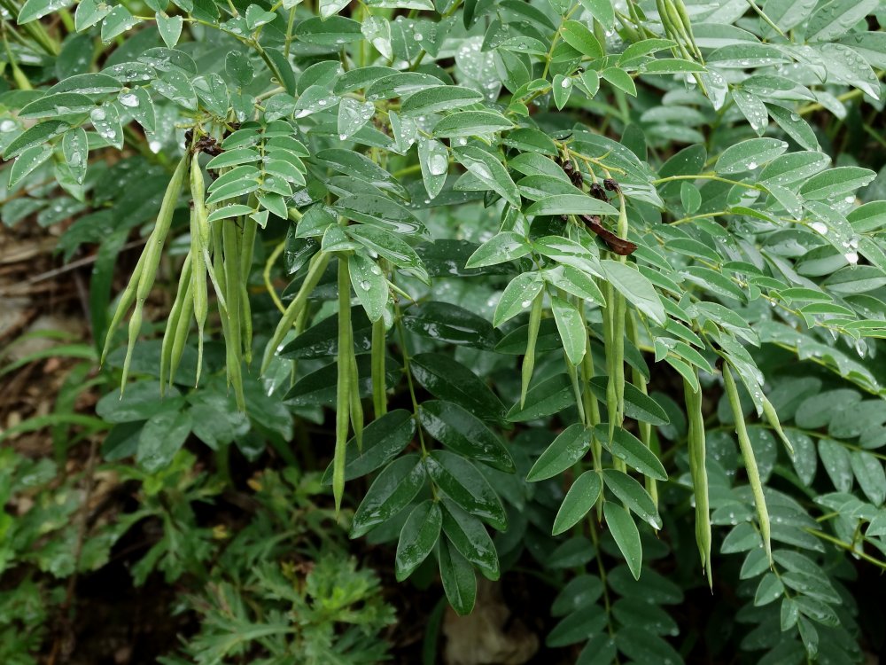 софора желтеющая